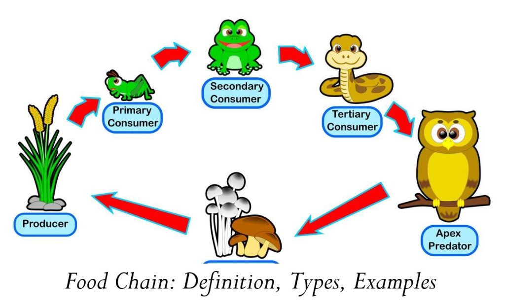 food-chain-definition-types-examples-pendidikan-bermanfaat